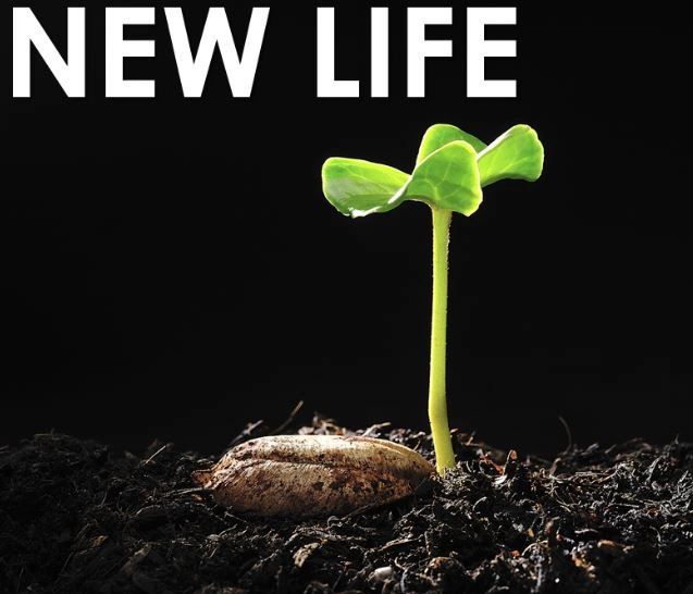 representation of new life